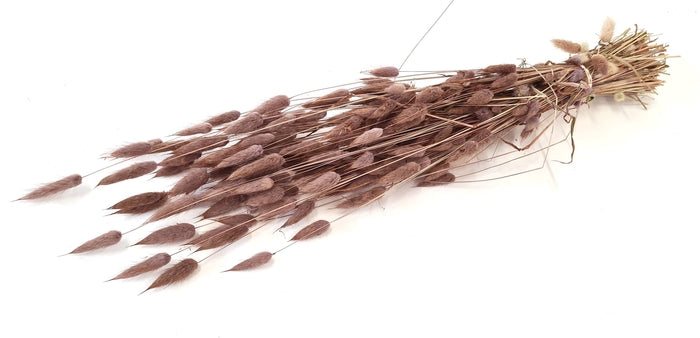 Lagurus (meerdere kleuren)