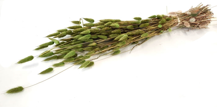 Lagurus (meerdere kleuren)