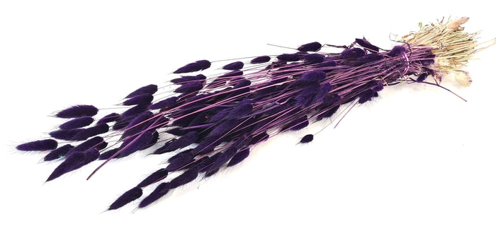 Lagurus (meerdere kleuren)
