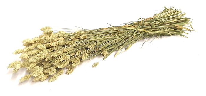 Phalaris (meerdere kleuren)