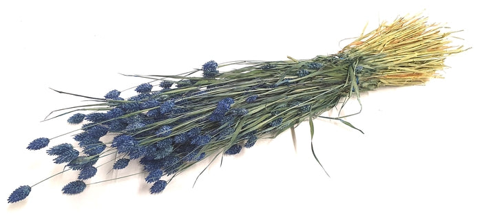 Phalaris (meerdere kleuren)