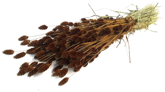 Phalaris (meerdere kleuren)
