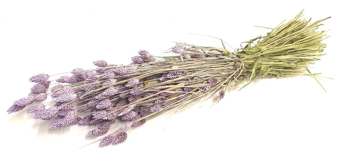 Phalaris (meerdere kleuren)