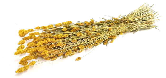Phalaris (meerdere kleuren)