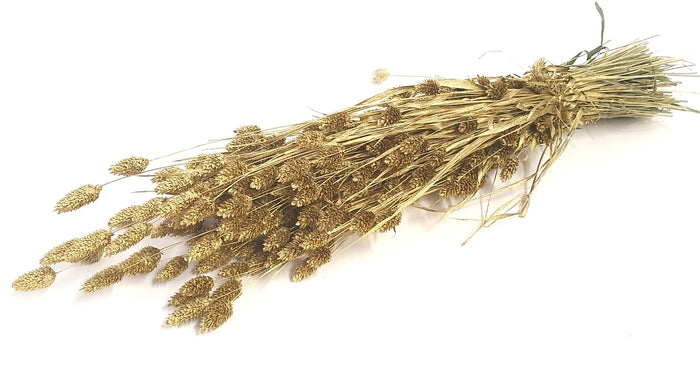Phalaris (meerdere kleuren)