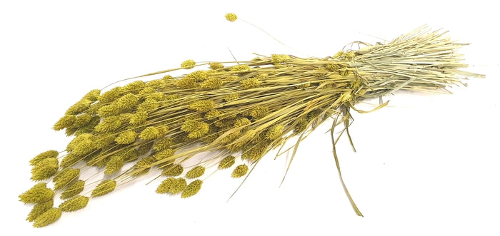 Phalaris (meerdere kleuren)