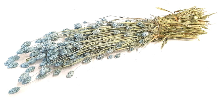 Phalaris (meerdere kleuren)