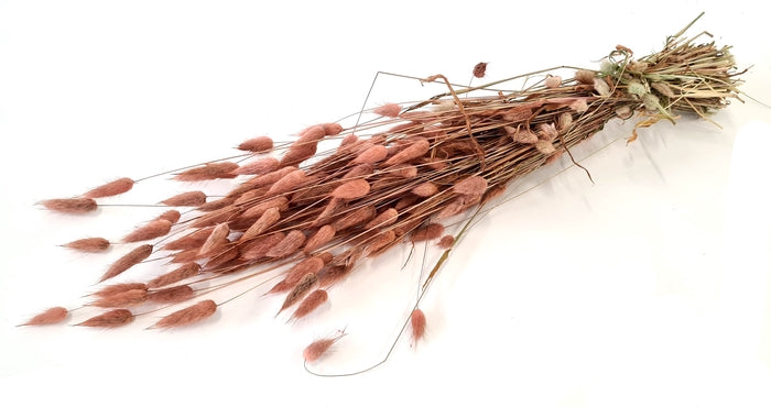 Phalaris (meerdere kleuren)