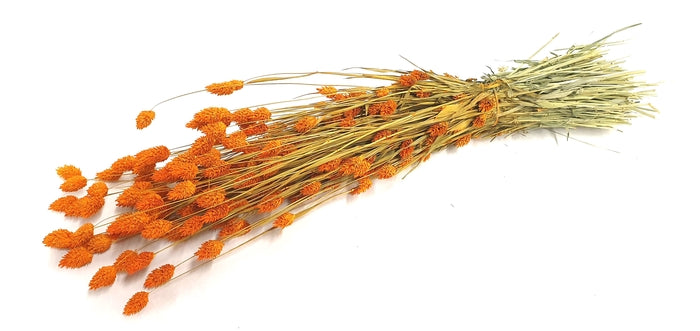 Phalaris (meerdere kleuren)