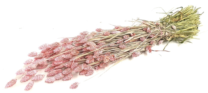 Phalaris (meerdere kleuren)