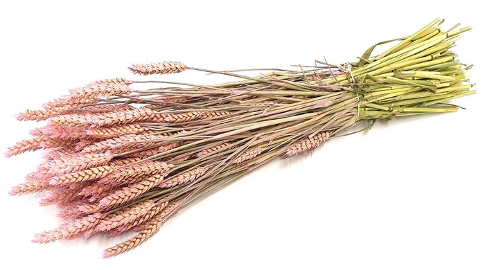Triticum (meerdere kleuren)