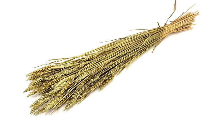 Triticum (meerdere kleuren)