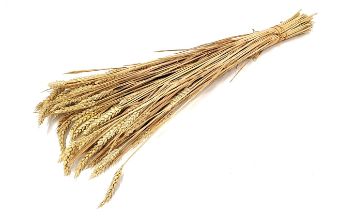 Triticum (meerdere kleuren)
