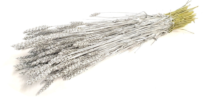 Triticum (meerdere kleuren)