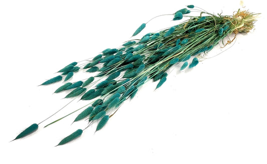 Lagurus (meerdere kleuren)
