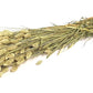 Phalaris (meerdere kleuren)