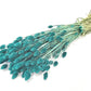 Phalaris (meerdere kleuren)