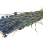 Phalaris (meerdere kleuren)