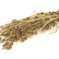 Phalaris (meerdere kleuren)