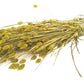 Phalaris (meerdere kleuren)