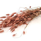 Phalaris (meerdere kleuren)