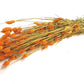 Phalaris (meerdere kleuren)