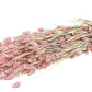 Phalaris (meerdere kleuren)