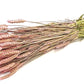 Triticum (meerdere kleuren)