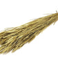 Triticum (meerdere kleuren)