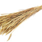 Triticum (meerdere kleuren)